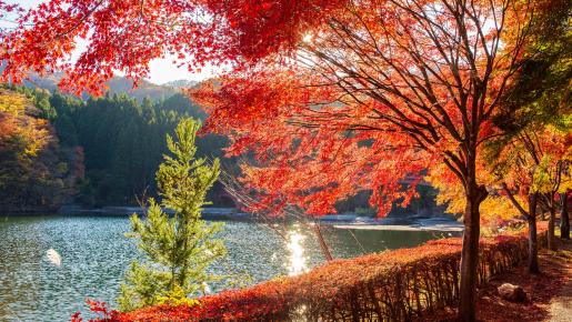 <Web割対象商品>【キングツアーバス旅】紅葉の「アプトの道」碓氷峠廃線ウォーキング〔多摩センター・聖蹟桜ヶ丘発〕1